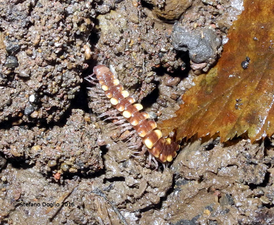 Polydesmidae: cfr. Polydesmus collaris